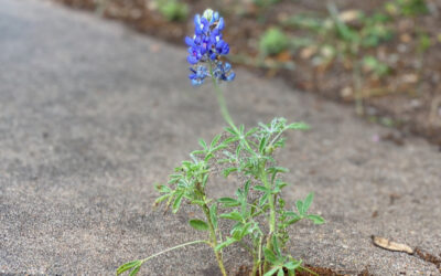 The Wildflowers Are Starting to Sprout