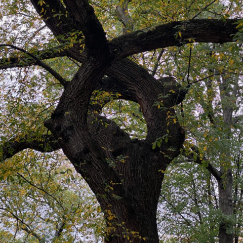 Unraveling - Jennifer Bloom